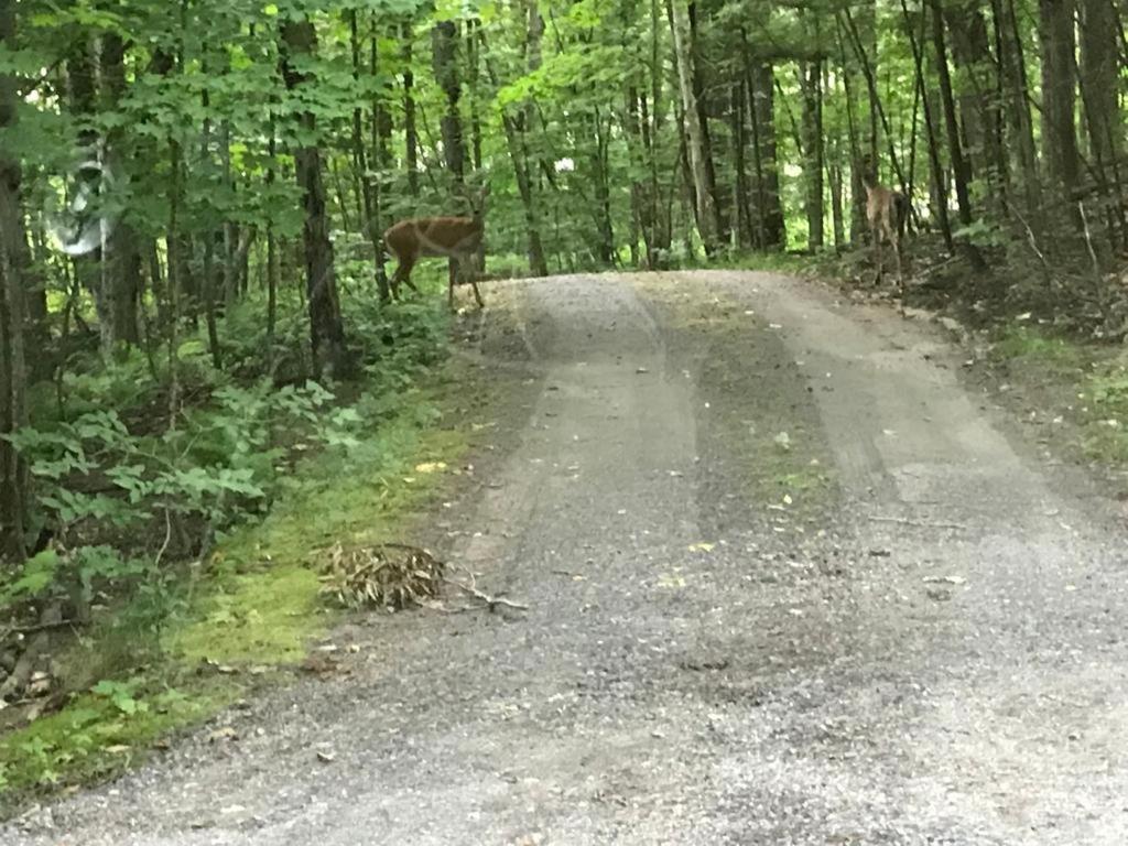 Muskoka Lakes Hotel And Resorts ポート・カーリング エクステリア 写真
